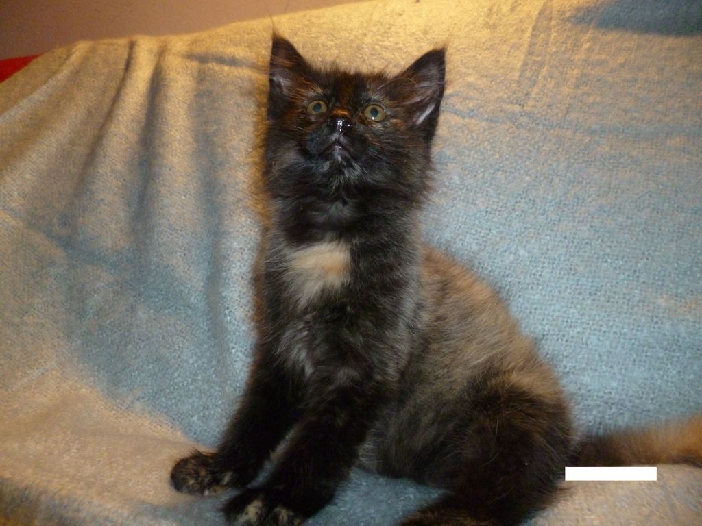 Gatti Norvegesi - cuccioli