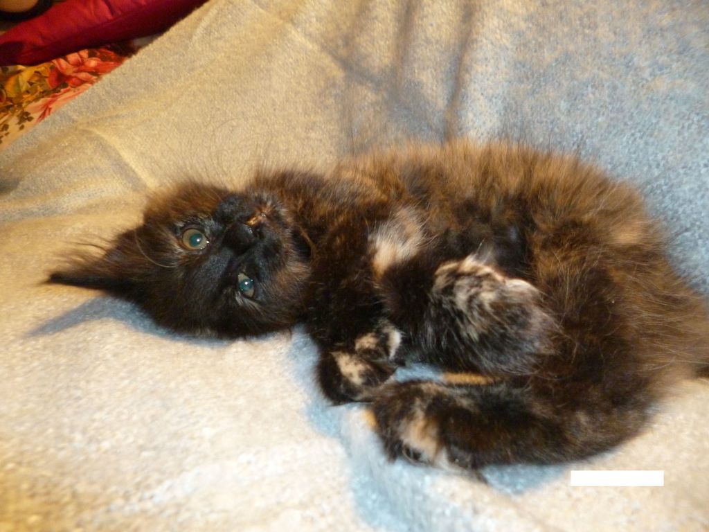 Gatti Norvegesi - cuccioli