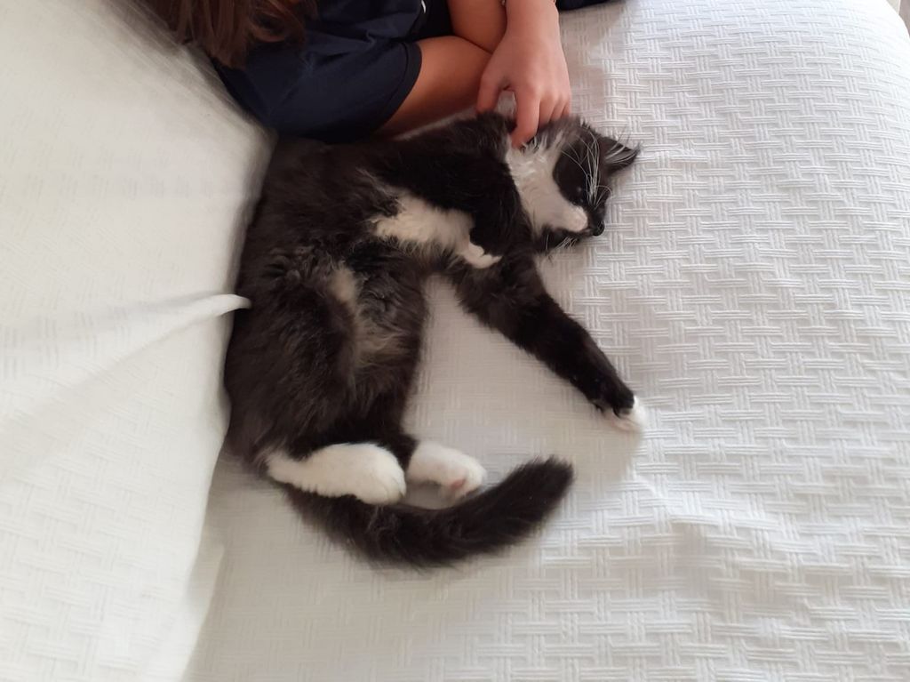 Gatti Norvegesi - cuccioli