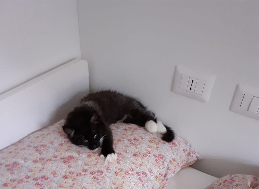 Gatti Norvegesi - cuccioli