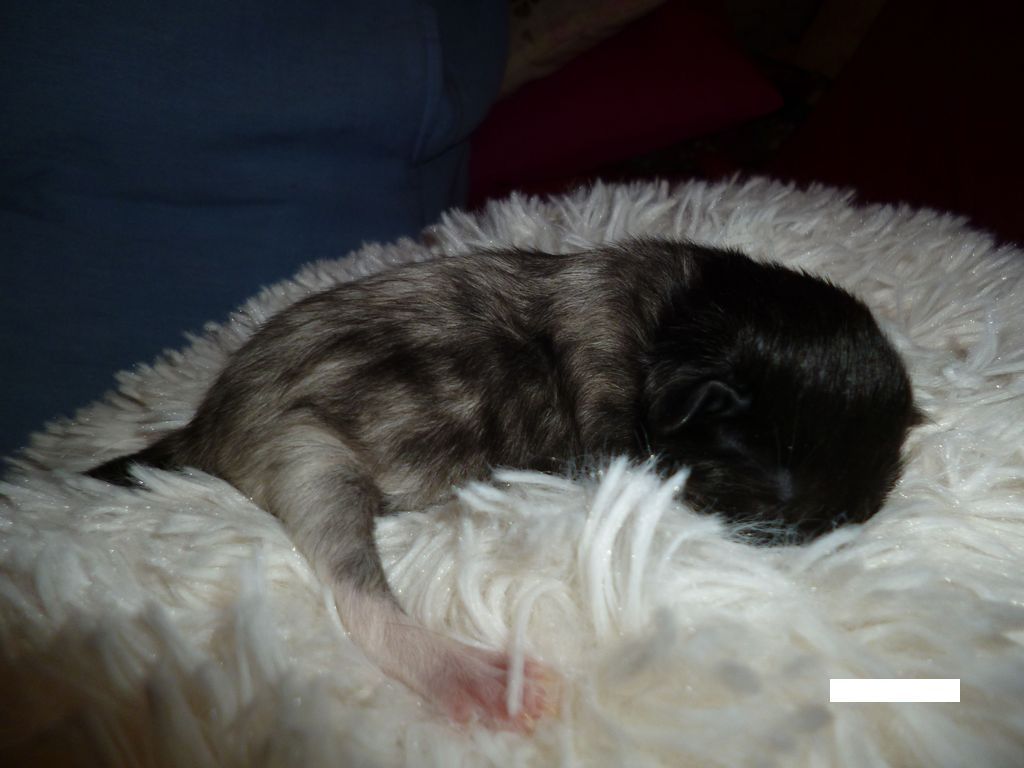 Gatti Norvegesi - cuccioli