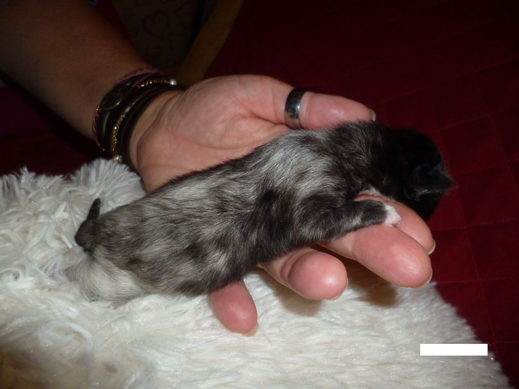 Gatti Norvegesi - cuccioli