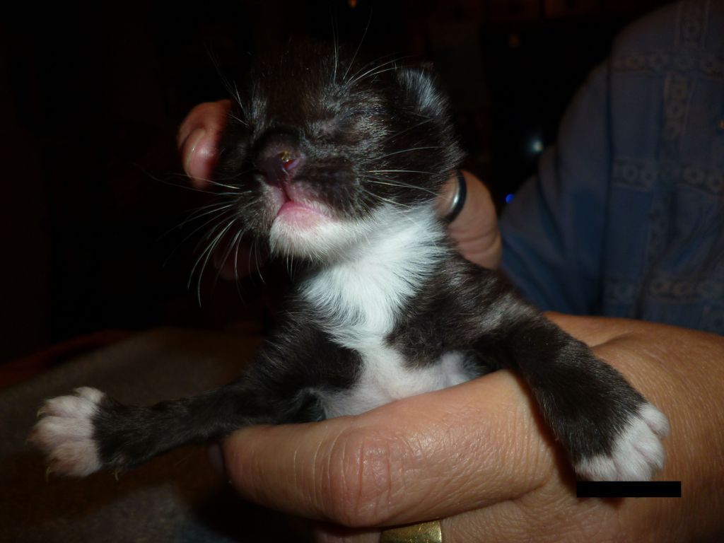 Gatti Norvegesi - cuccioli
