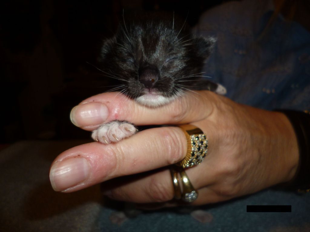 Gatti Norvegesi - cuccioli