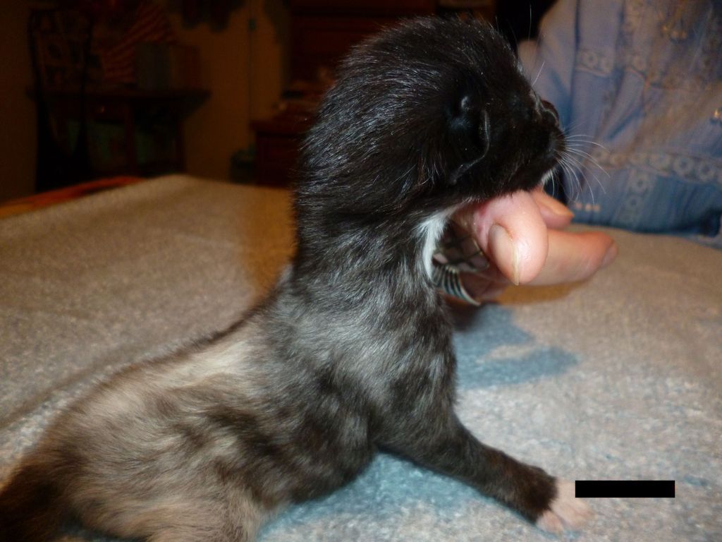 Gatti Norvegesi - cuccioli