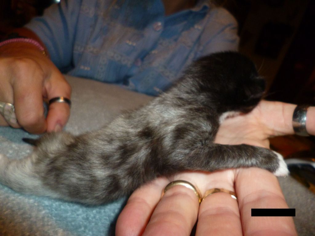 Gatti Norvegesi - cuccioli