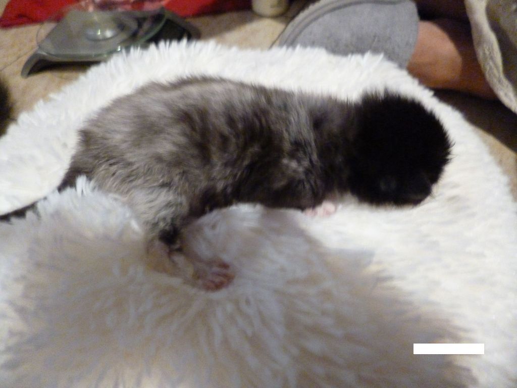 Gatti Norvegesi - cuccioli