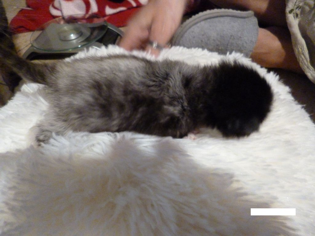 Gatti Norvegesi - cuccioli