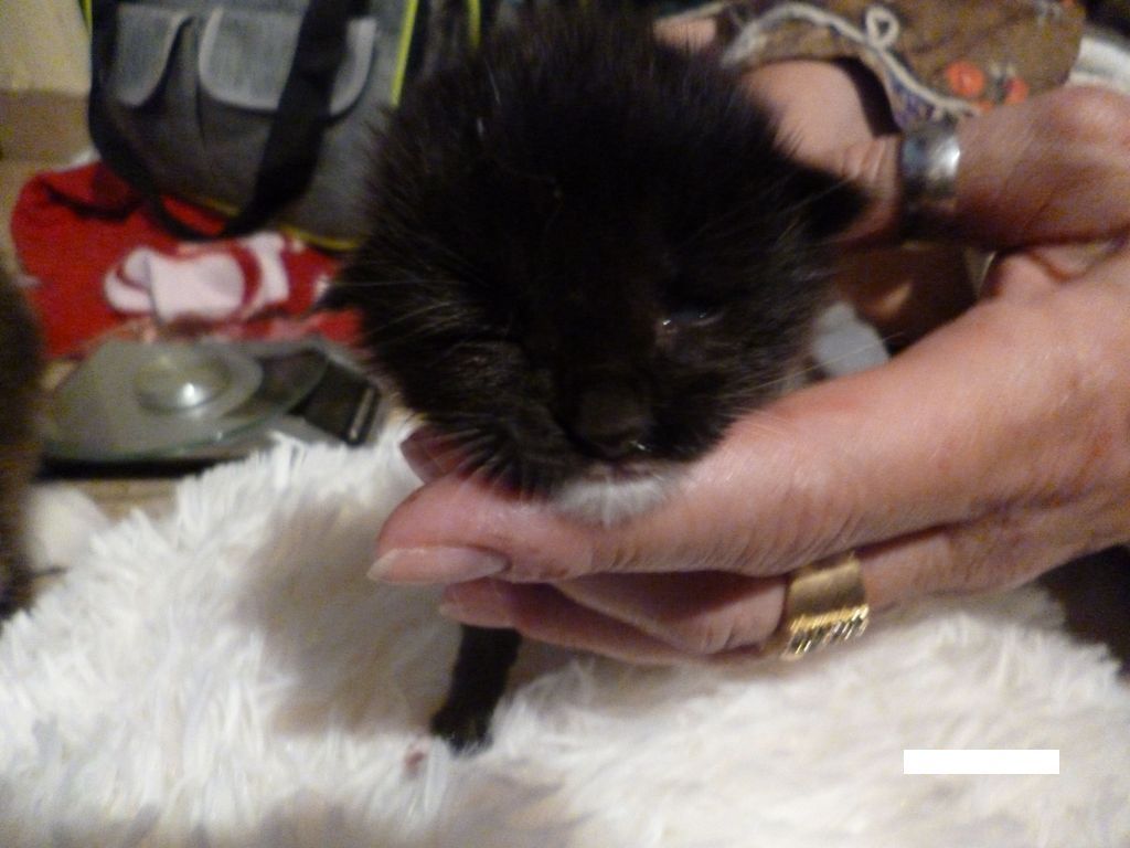 Gatti Norvegesi - cuccioli