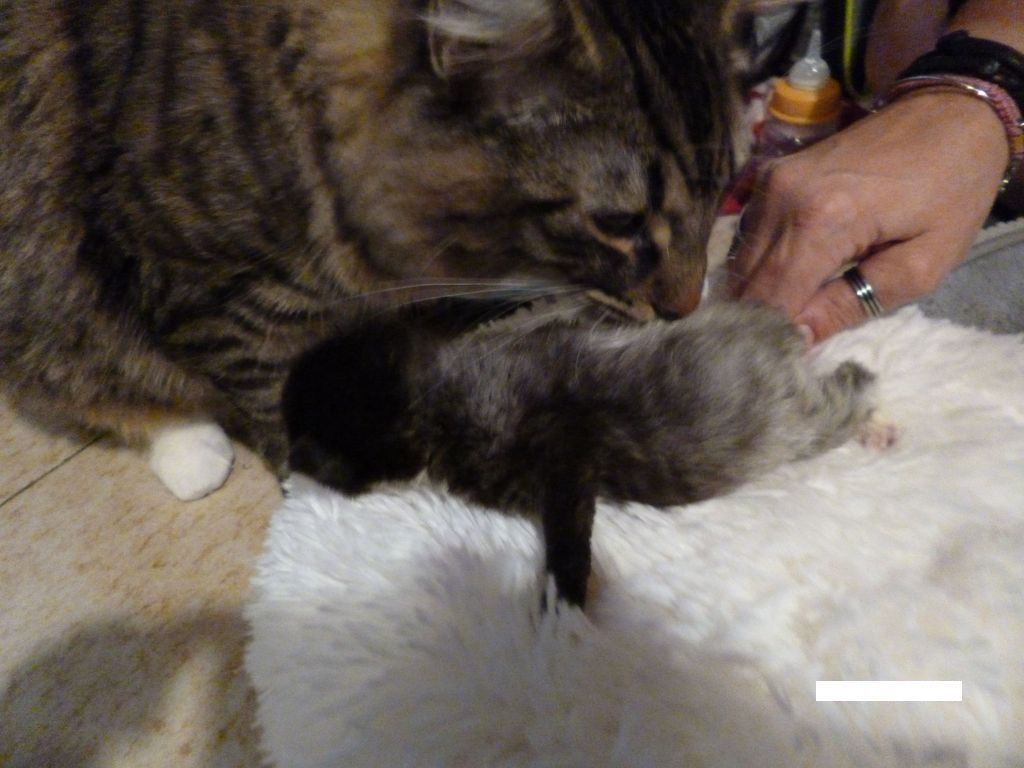 Gatti Norvegesi - cuccioli