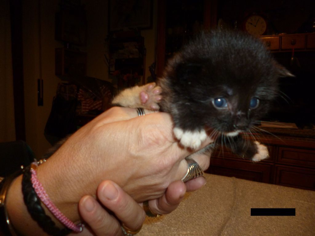 Gatti Norvegesi - cuccioli