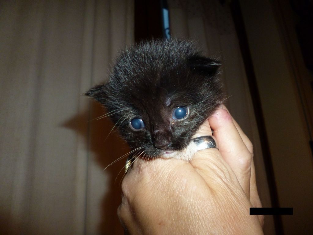 Gatti Norvegesi - cuccioli