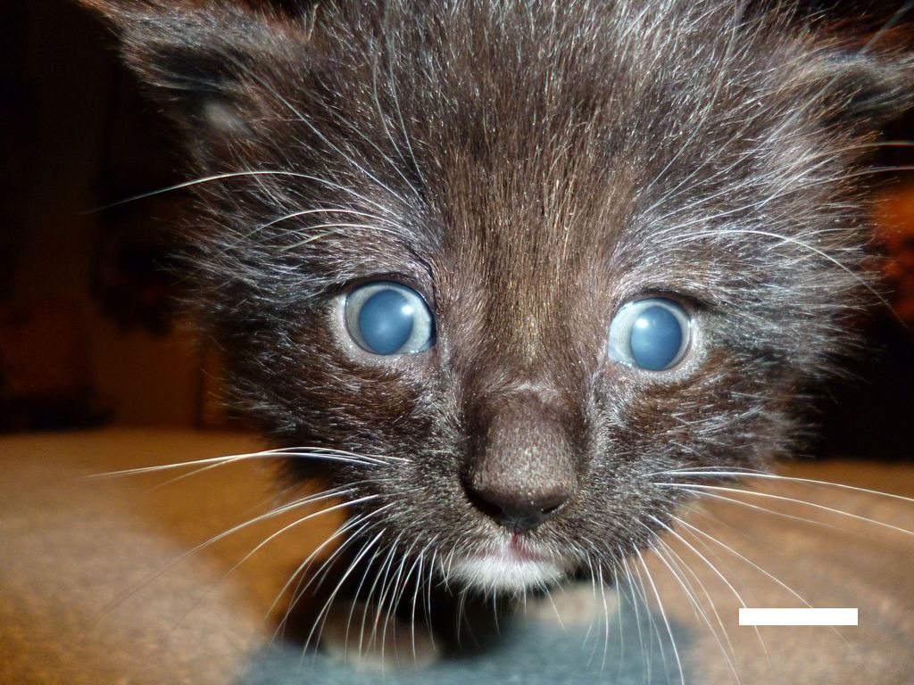Gatti Norvegesi - cuccioli