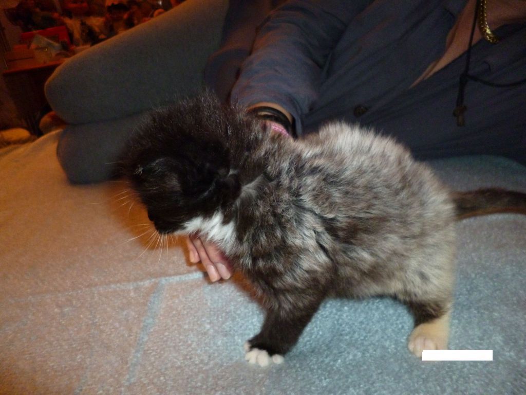 Gatti Norvegesi - cuccioli