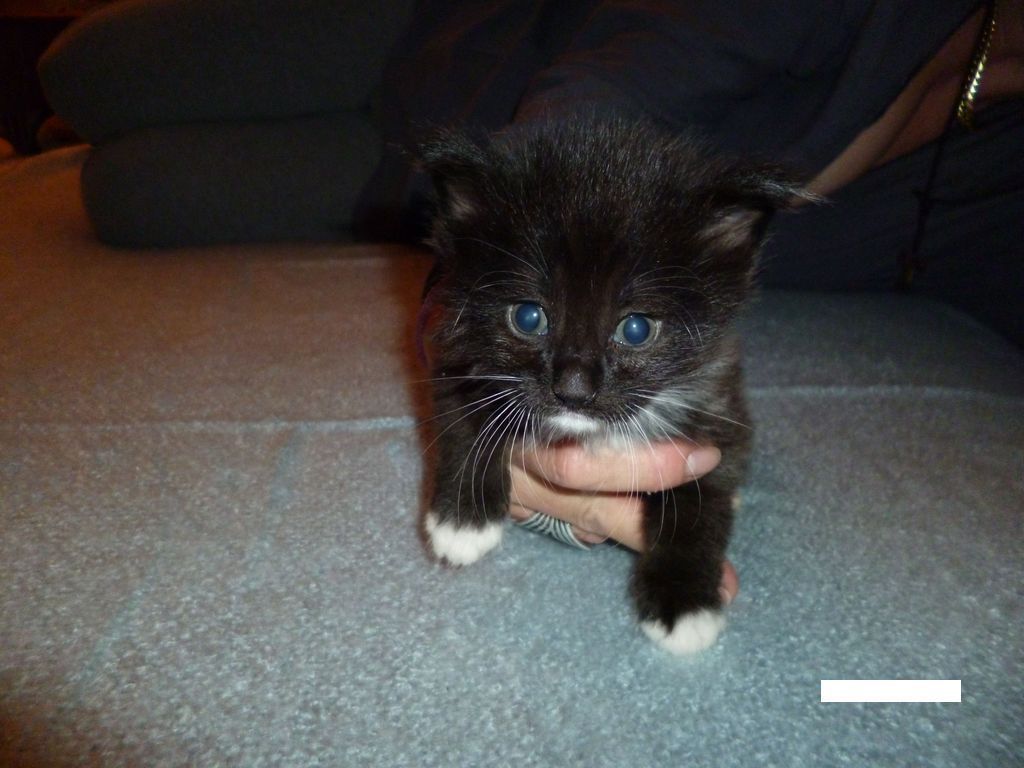 Gatti Norvegesi - cuccioli