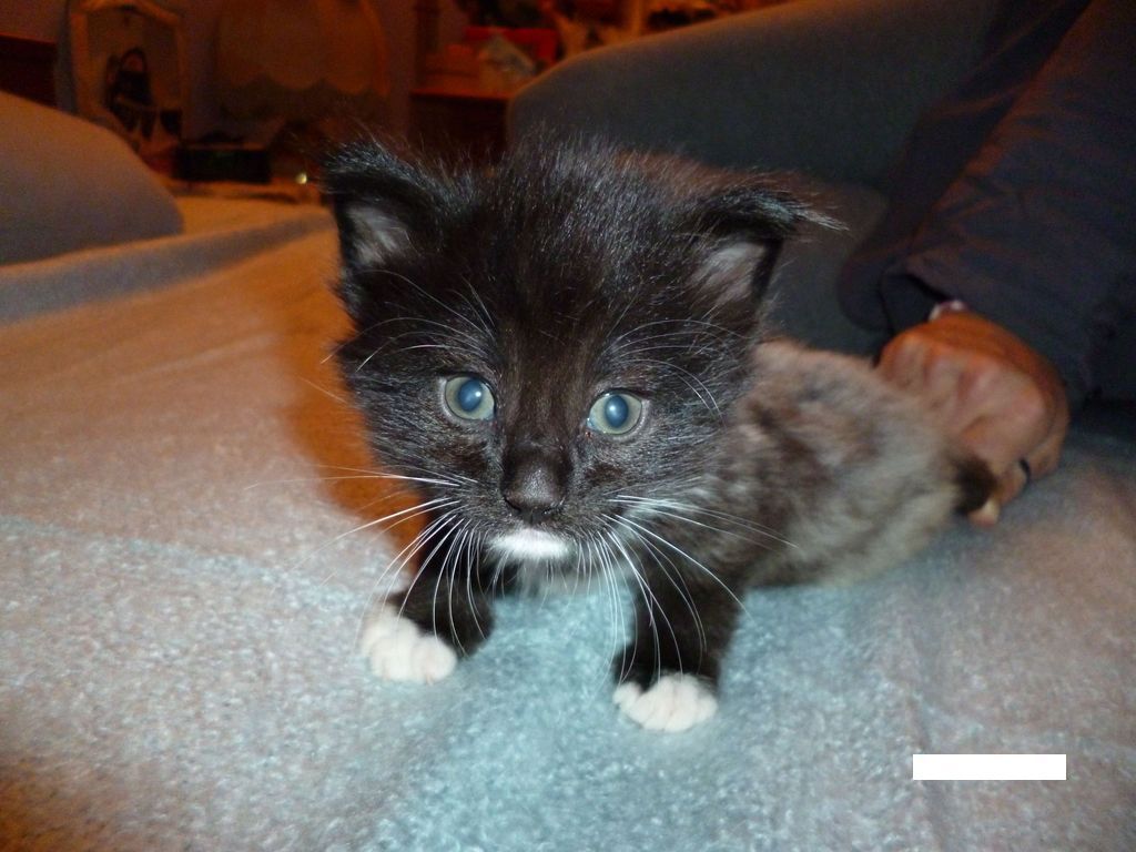 Gatti Norvegesi - cuccioli