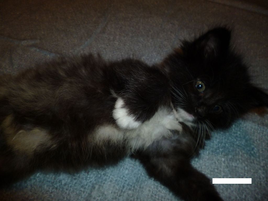 Gatti Norvegesi - cuccioli