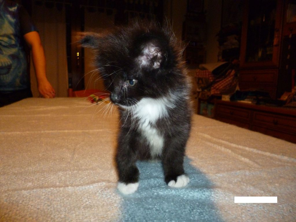 Gatti Norvegesi - cuccioli