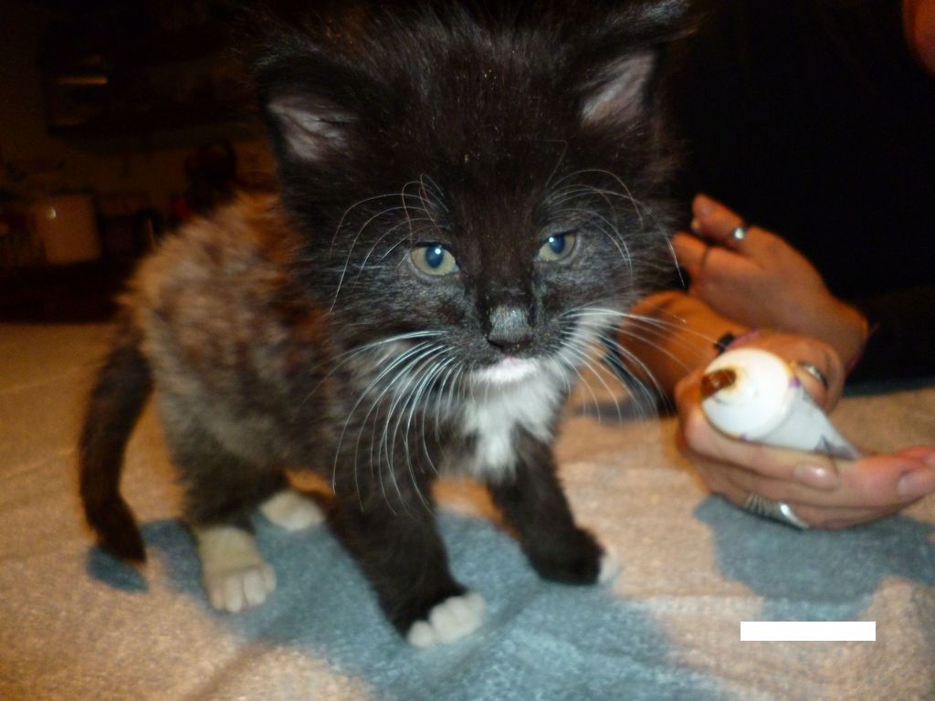 Gatti Norvegesi - cuccioli