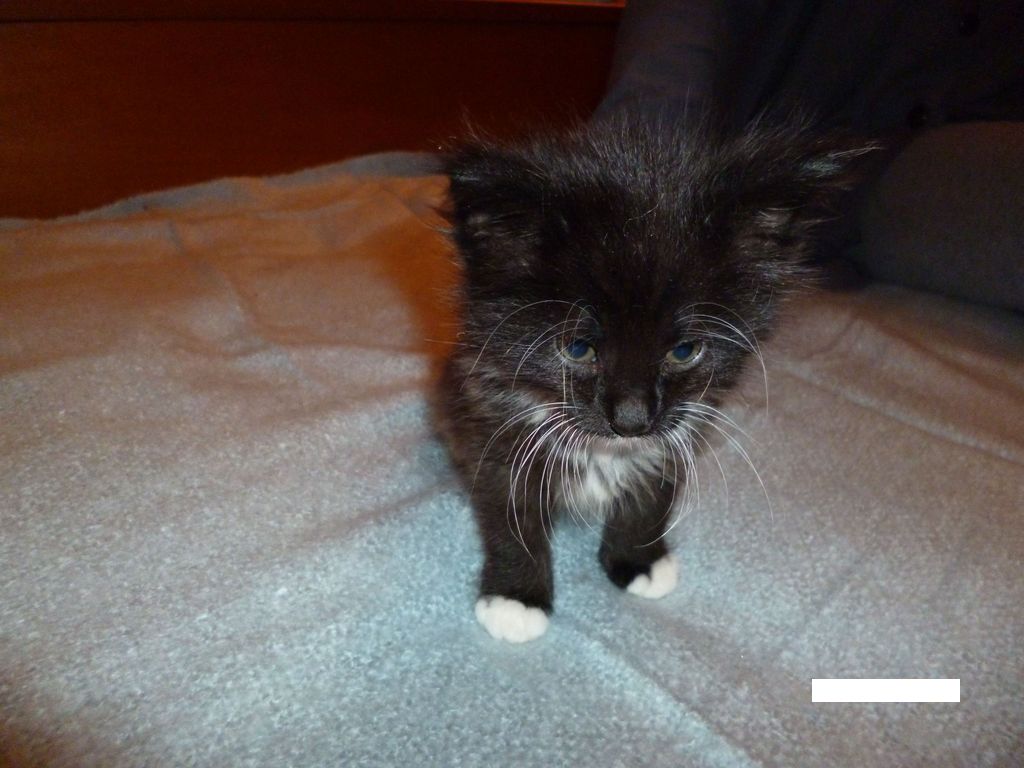 Gatti Norvegesi - cuccioli