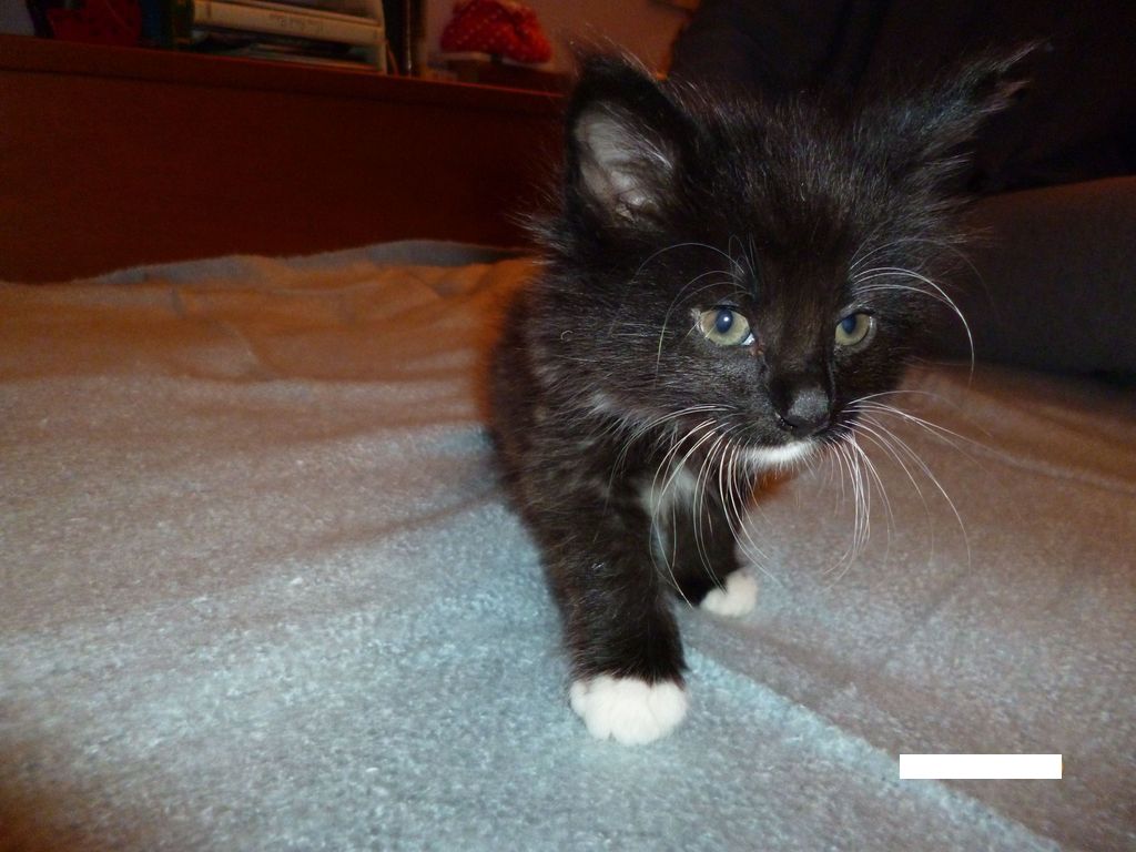 Gatti Norvegesi - cuccioli