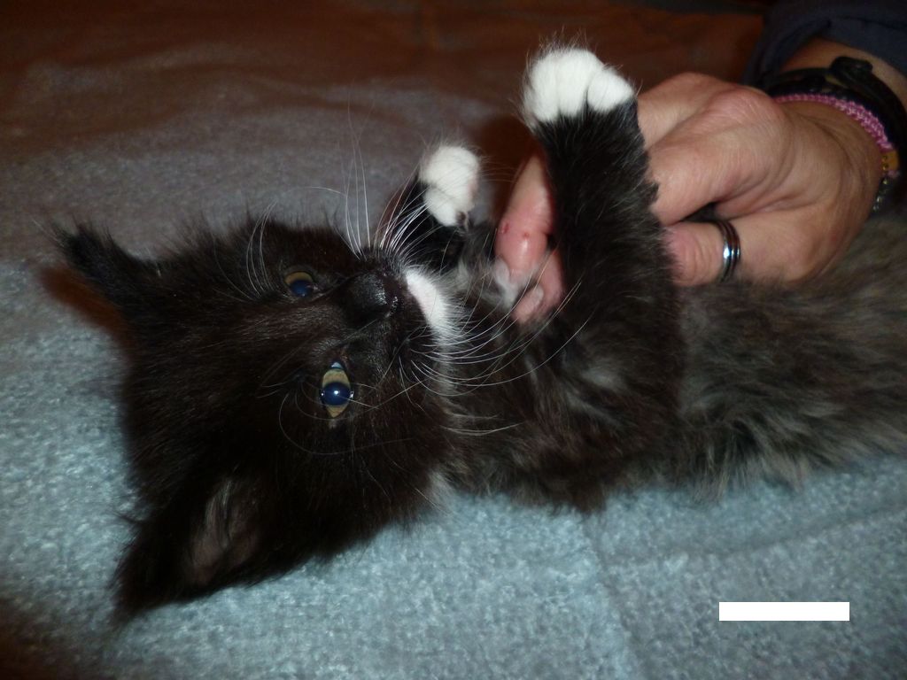 Gatti Norvegesi - cuccioli