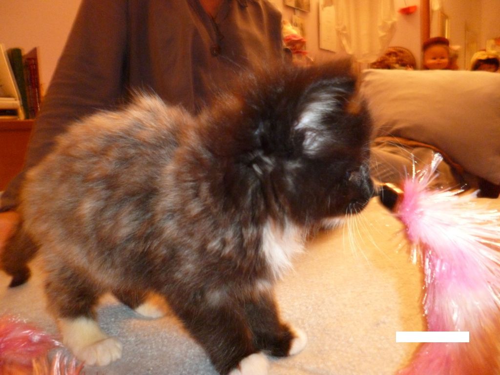 Gatti Norvegesi - cuccioli