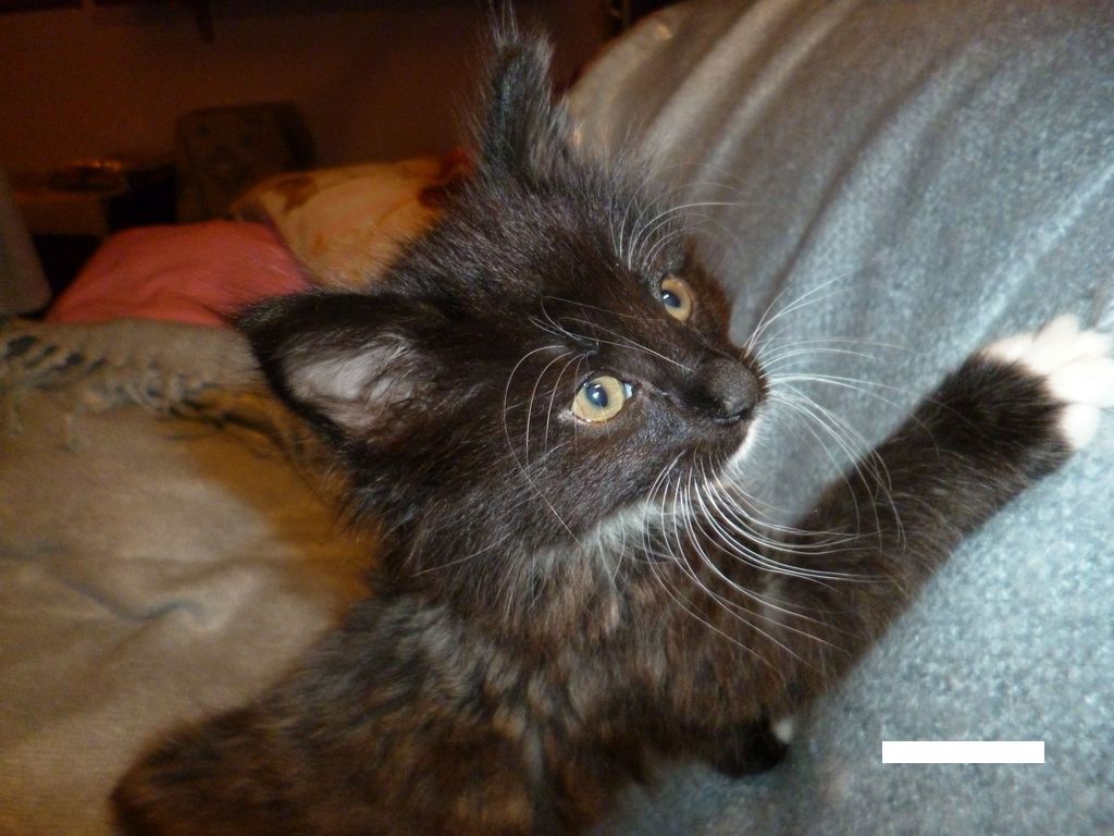 Gatti Norvegesi - cuccioli