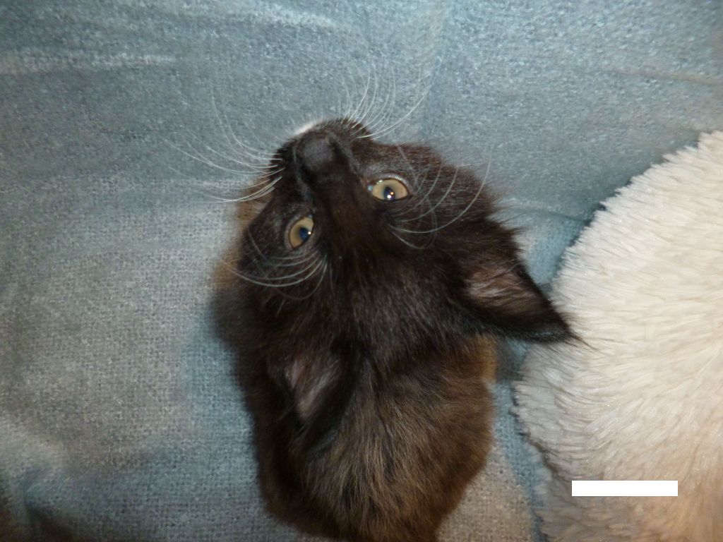Gatti Norvegesi - cuccioli