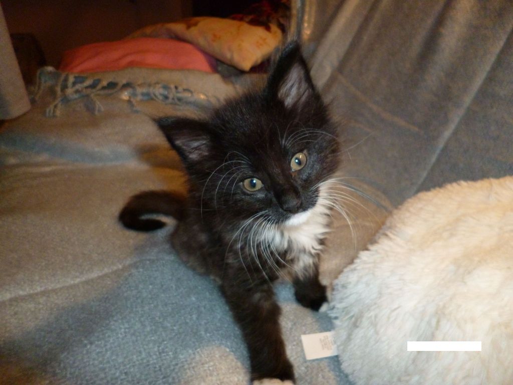 Gatti Norvegesi - cuccioli
