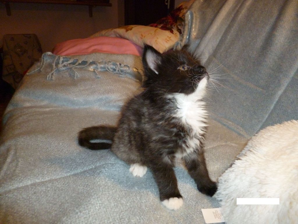 Gatti Norvegesi - cuccioli