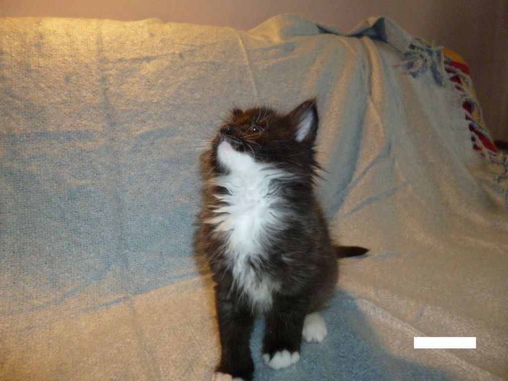 Gatti Norvegesi - cuccioli