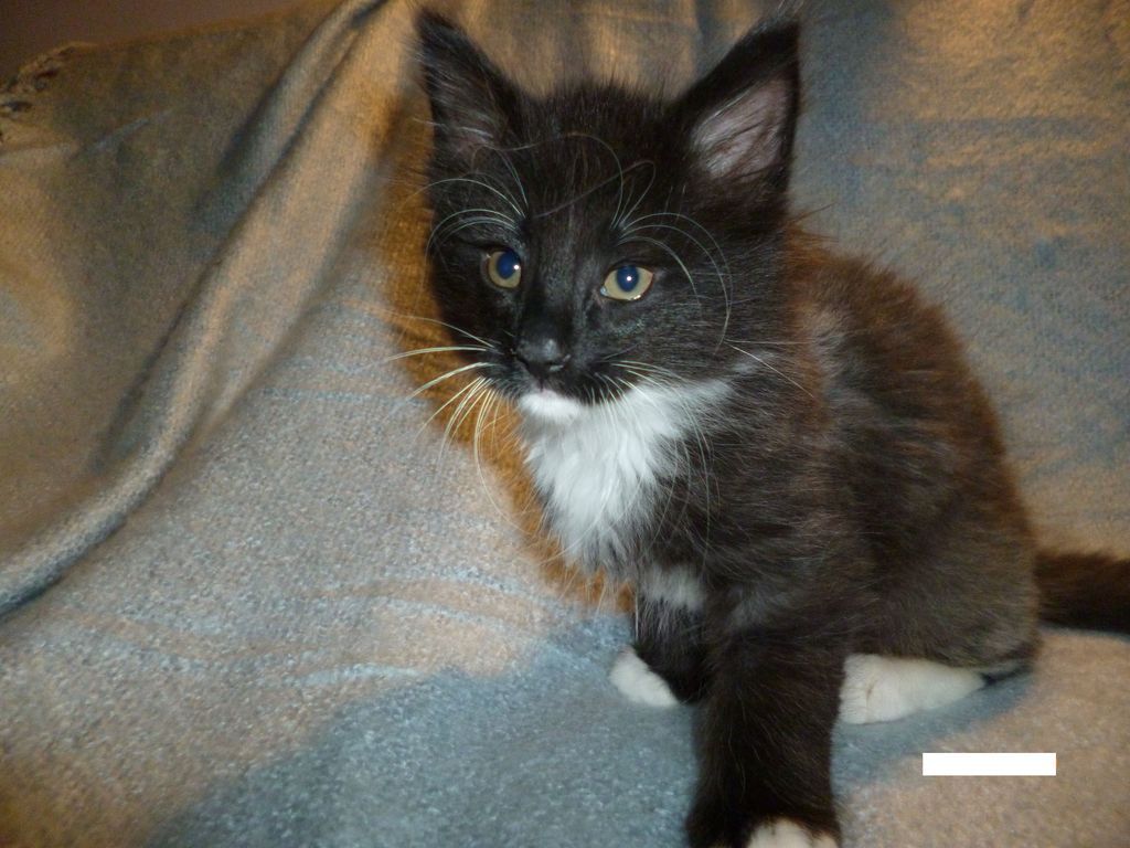 Gatti Norvegesi - cuccioli