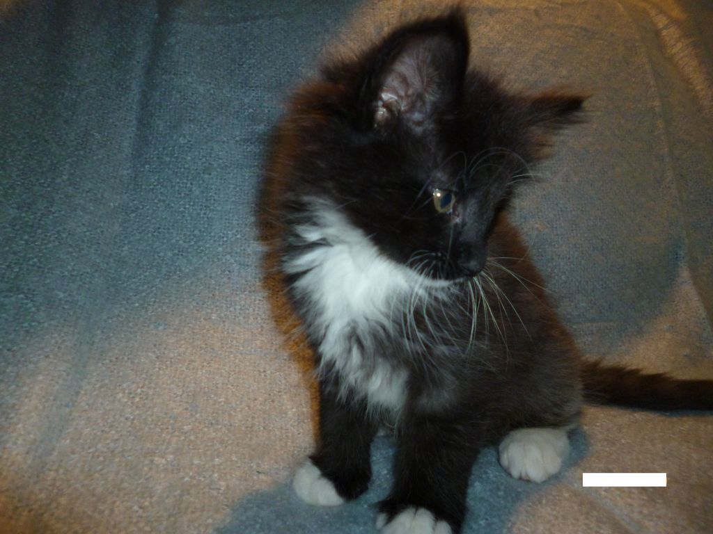 Gatti Norvegesi - cuccioli