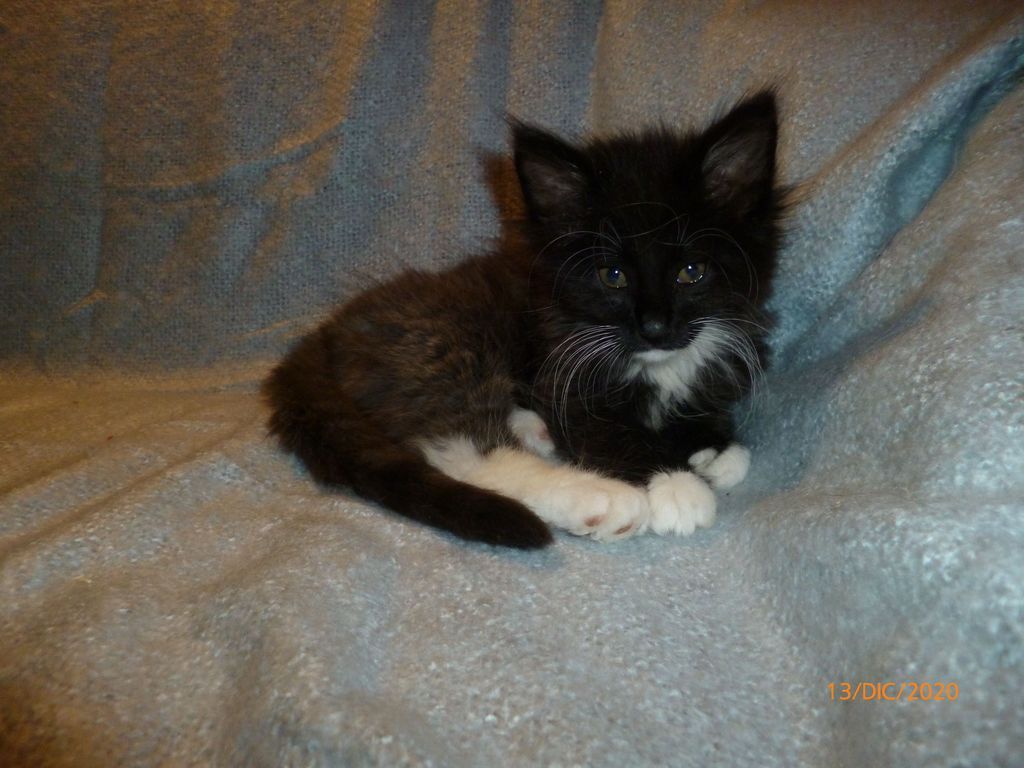 Gatti Norvegesi - cuccioli