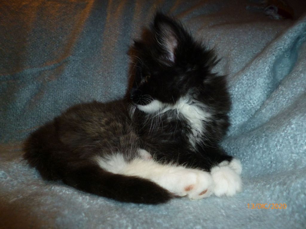 Gatti Norvegesi - cuccioli