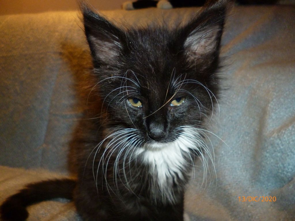 Gatti Norvegesi - cuccioli