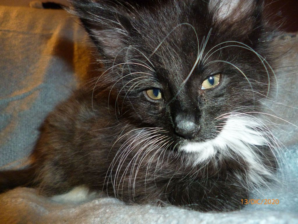 Gatti Norvegesi - cuccioli