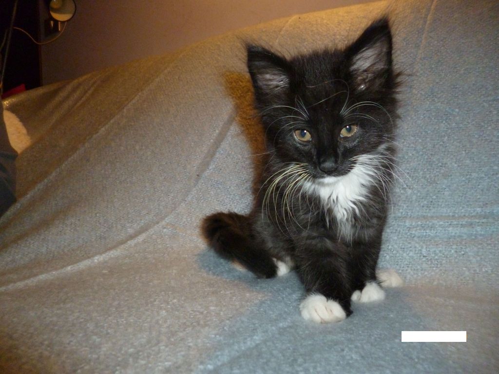 Gatti Norvegesi - cuccioli