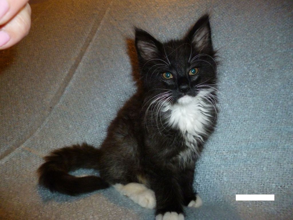 Gatti Norvegesi - cuccioli