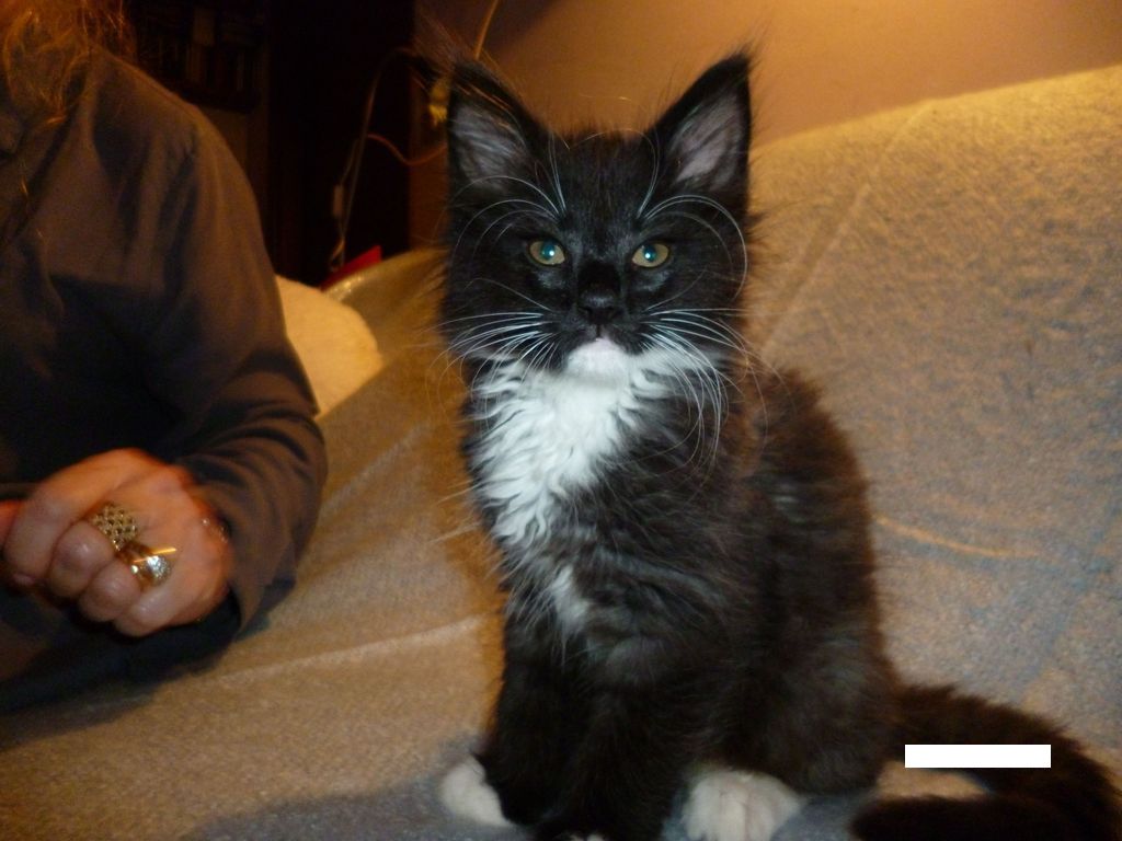 Gatti Norvegesi - cuccioli