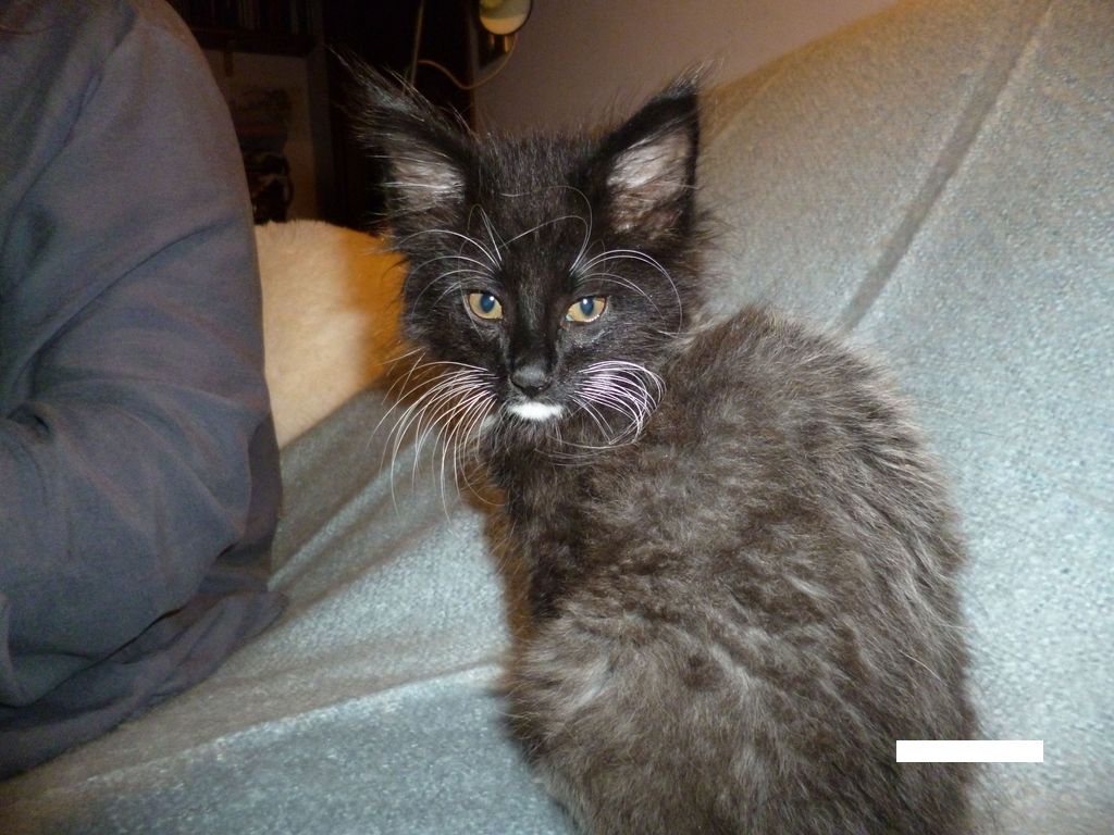 Gatti Norvegesi - cuccioli