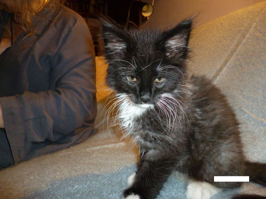 Gatti Norvegesi - cuccioli