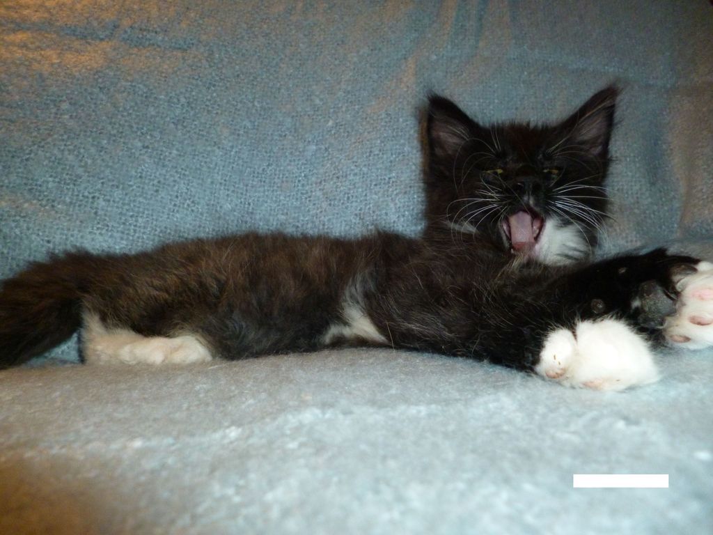 Gatti Norvegesi - cuccioli