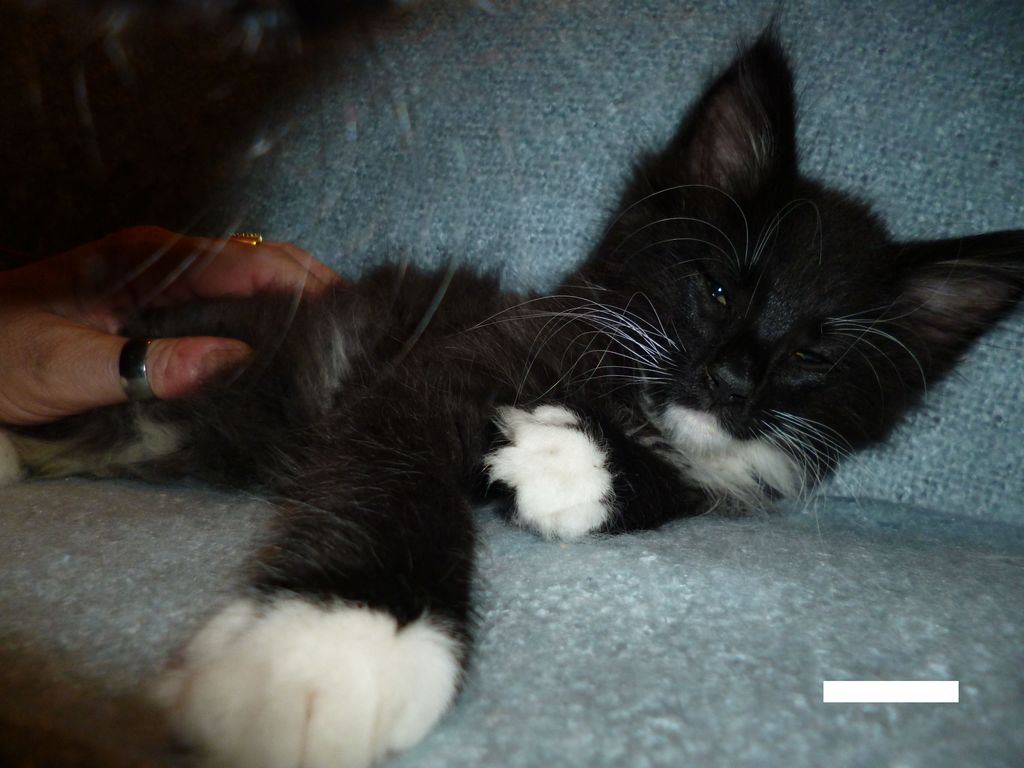 Gatti Norvegesi - cuccioli