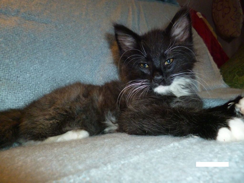 Gatti Norvegesi - cuccioli