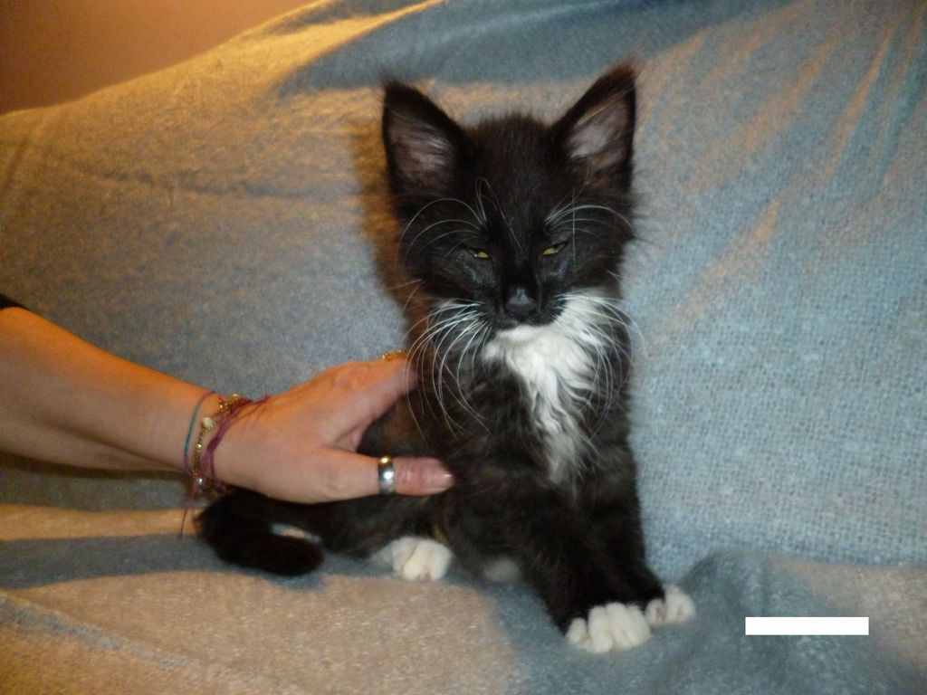 Gatti Norvegesi - cuccioli