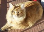 A Clockwork Orange - Maschio di gatto Norvegese delle foreste
