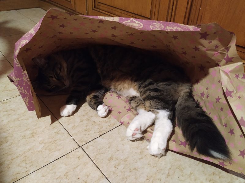 Gatto Norvegese - cucciolo