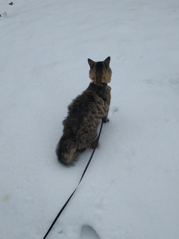 Gatto Norvegese - cucciolo